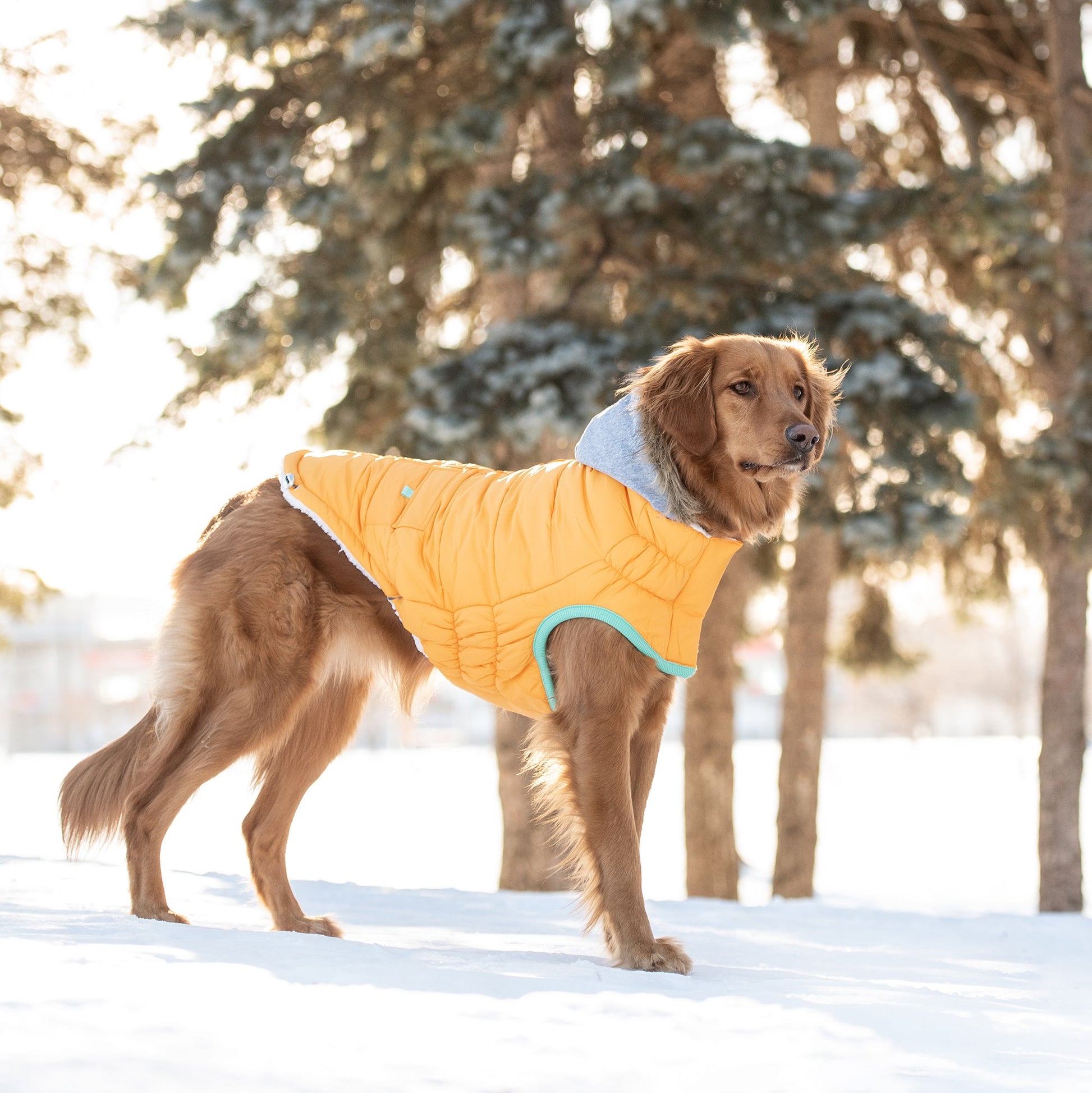 Winter Sailor Parka - Yellow - KNM Sundry