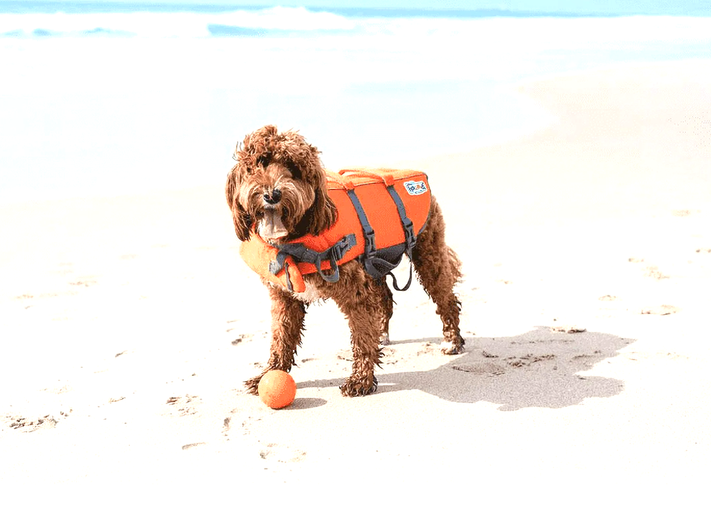 Outward Hound Dog Life Jacket Ripstop Life Jacket Fun, X-Large - KNM Sundry